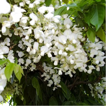 Glicina - Wisteria floribunda white - Arbusti ornamentali - AgroDenmar.ro