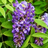 Glicina - Wisteria frutescens Longwood Purple
