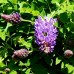 Glicina - Wisteria frutescens Longwood Purple - Arbusti ornamentali - AgroDenmar.ro