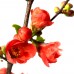 Gutui Japonez Elly Mossel - Arbusti ornamentali - AgroDenmar.ro