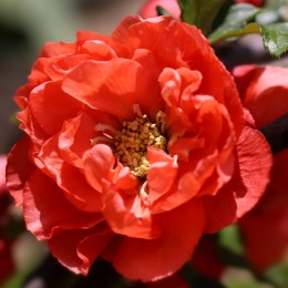 Gutui Japonez Mango Storm - Arbusti ornamentali - AgroDenmar.ro