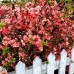 Gutui Japonez Pink Lady - Arbusti ornamentali - AgroDenmar.ro