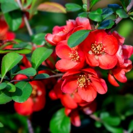 Gutui Japonez Rubra - Arbusti ornamentali - AgroDenmar.ro