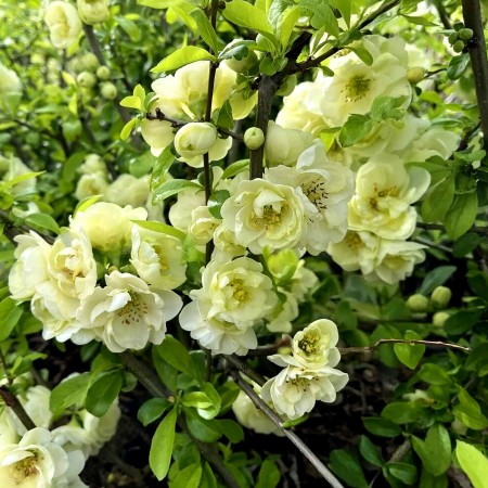 Gutui Japonez Yukigoten - Arbusti ornamentali - AgroDenmar.ro Gutui Japonez Yukigoten - Arbusti ornamentali - AgroDenmar.ro