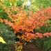 Alunul vrajitoarelor - Hamamelis intermedia Jelena - Arbusti ornamentali - AgroDenmar.ro
