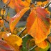 Alunul vrajitoarelor - Hamamelis intermedia Jelena - Arbusti ornamentali - AgroDenmar.ro