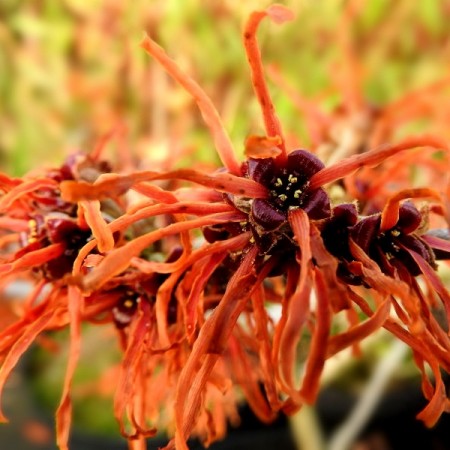 Alunul vrajitoarelor - Hamamelis intermedia Jelena - Arbusti ornamentali - AgroDenmar.ro