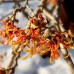 Alunul vrajitoarelor - Hamamelis intermedia Jelena - Arbusti ornamentali - AgroDenmar.ro