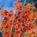 Alunul vrajitoarelor - Hamamelis intermedia Jelena - Arbusti ornamentali - AgroDenmar.ro