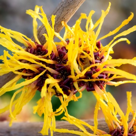 Alunul vrajitoarelor - Hamamelis Orange Beauty - Arbusti ornamentali - AgroDenmar.ro