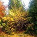 Alunul vrajitoarelor - Hamamelis Orange Beauty - Arbusti ornamentali - AgroDenmar.ro