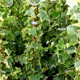 Iedera aurie Goldchild - Arbusti ornamentali - AgroDenmar.ro