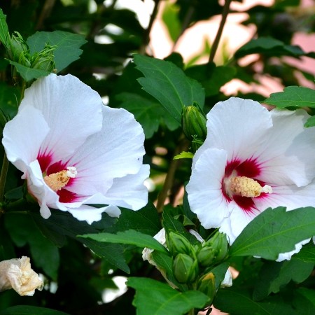 Hibiscus syriacus Monstrosus - tip copac - Arbusti ornamentali - AgroDenmar.ro
