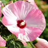 Hibiscus Moscheutos Luna Pink Swirl