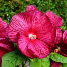 Hibiscus Moscheutos Luna Red