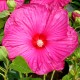  <span>Hibiscus</span> <span>Luna</span> <span>Collection</span>