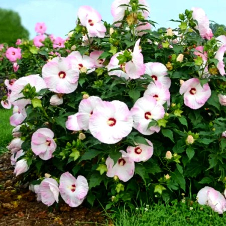 Hibiscus Moscheutos Ballet Slippers - Arbusti ornamentali - AgroDenmar.ro