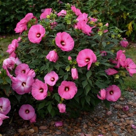 Hibiscus Moscheutos Candy Crush - Arbusti ornamentali - AgroDenmar.ro