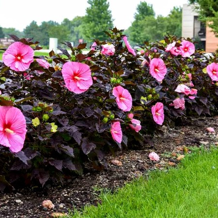 Hibiscus Moscheutos Edge of Night - Arbusti ornamentali - AgroDenmar.ro