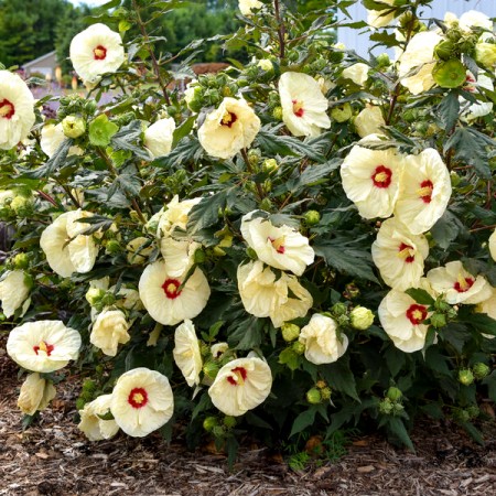 Hibiscus Moscheutos French Vanilla - Arbusti ornamentali - AgroDenmar.ro