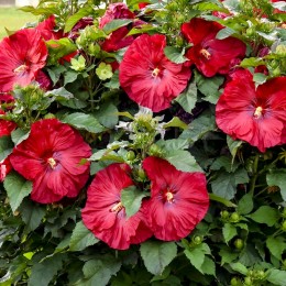 Hibiscus Moscheutos My Valentine - Arbusti ornamentali - AgroDenmar.ro