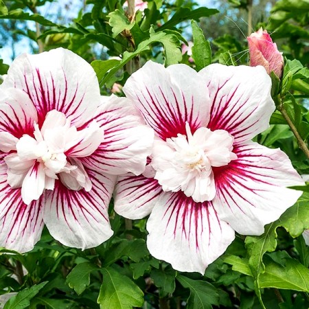 Hibiscus syriacus Starbust Chiffon - Arbusti ornamentali - AgroDenmar.ro