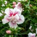 Hibiscus syriacus Starbust Chiffon - Arbusti ornamentali - AgroDenmar.ro