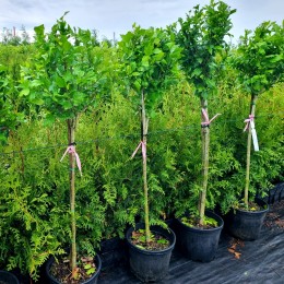 Hibiscus syriacus - tip copac - Arbusti ornamentali - AgroDenmar.ro