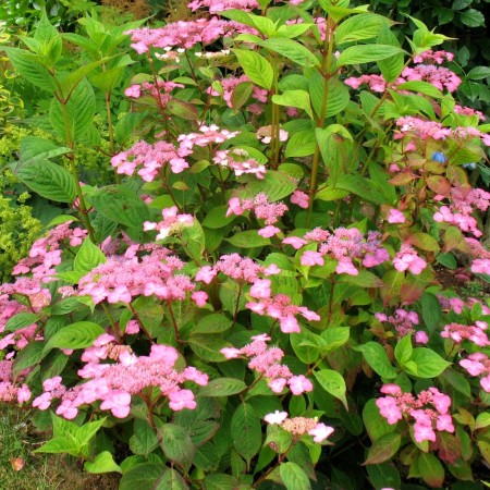 Hortensia serrata Avelroz - Arbusti ornamentali - AgroDenmar.ro