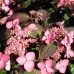 Hortensia serrata Avelroz - Arbusti ornamentali - AgroDenmar.ro