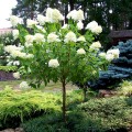 Hortensia paniculata Limelight - tip copac