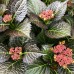 Hortensia macrophylla Red Angel - Arbusti ornamentali - AgroDenmar.ro