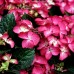 Hortensia macrophylla Red Angel - Arbusti ornamentali - AgroDenmar.ro