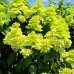 Hortensia Magical Candle - Arbusti ornamentali - AgroDenmar.ro Hortensia Magical Candle - Arbusti ornamentali - AgroDenmar.ro