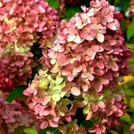 Hortensia Magical Candle - Arbusti ornamentali - AgroDenmar.ro Hortensia Magical Candle - Arbusti ornamentali - AgroDenmar.ro