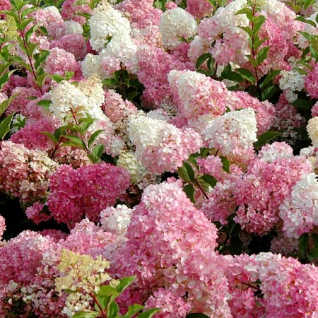 Hortensia paniculata Vanille Fraise - Arbusti ornamentali - AgroDenmar.ro