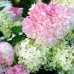 Hortensia paniculata Vanille Fraise - Arbusti ornamentali - AgroDenmar.ro