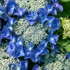 Hortensia albastra Blaumeise