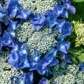 Hortensia albastra Blaumeise