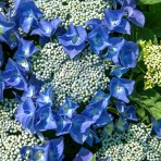 Hortensia albastra Blaumeise