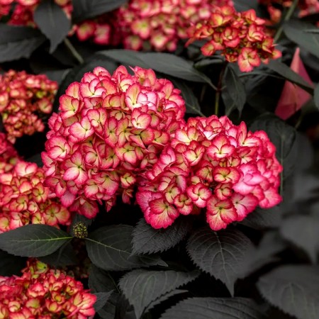 Hortensia macrophylla Eclipse - Arbusti ornamentali - AgroDenmar.ro Hortensia macrophylla Eclipse - Arbusti ornamentali - AgroDenmar.ro