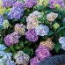 Hortensia macrophylla Endless Summer - Arbusti ornamentali - AgroDenmar.ro