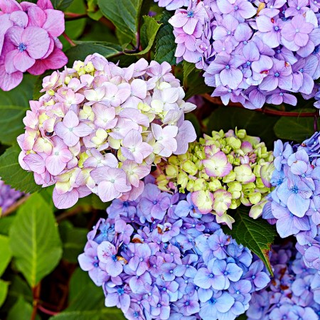 Hortensia macrophylla Endless Summer - Arbusti ornamentali - AgroDenmar.ro