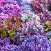 Hortensia macrophylla Endless Summer - Arbusti ornamentali - AgroDenmar.ro