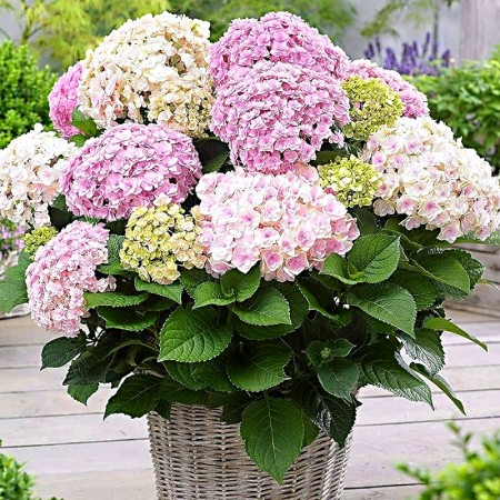 Hortensia macrophylla Samantha - Arbusti ornamentali - AgroDenmar.ro