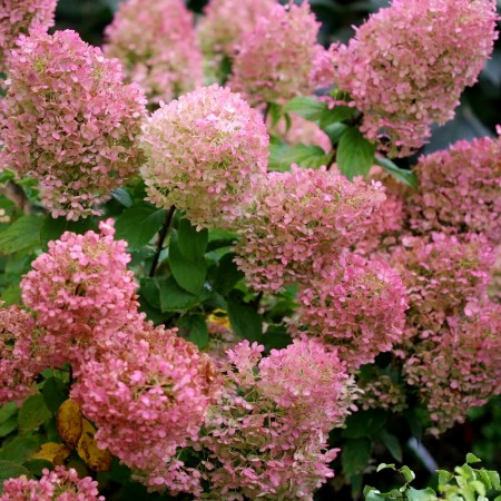 Hortensia paniculata Bobo - tip copac - Arbusti ornamentali - AgroDenmar.ro