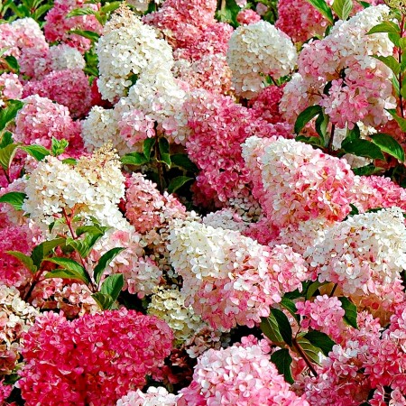 Hortensia paniculata Fraise Melba - Arbusti ornamentali - AgroDenmar.ro