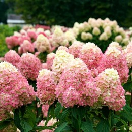 Hortensia paniculata Grandiflora Hortensia paniculata Grandiflora - Arbusti ornamentali - AgroDenmar.ro