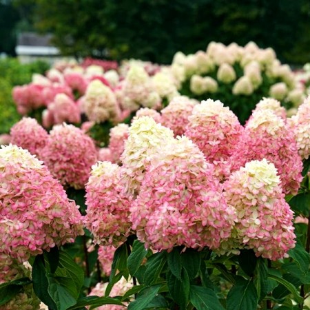 Hortensia paniculata Grandiflora - Arbusti ornamentali - AgroDenmar.ro