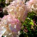 Hortensia paniculata Grandiflora - Arbusti ornamentali - AgroDenmar.ro